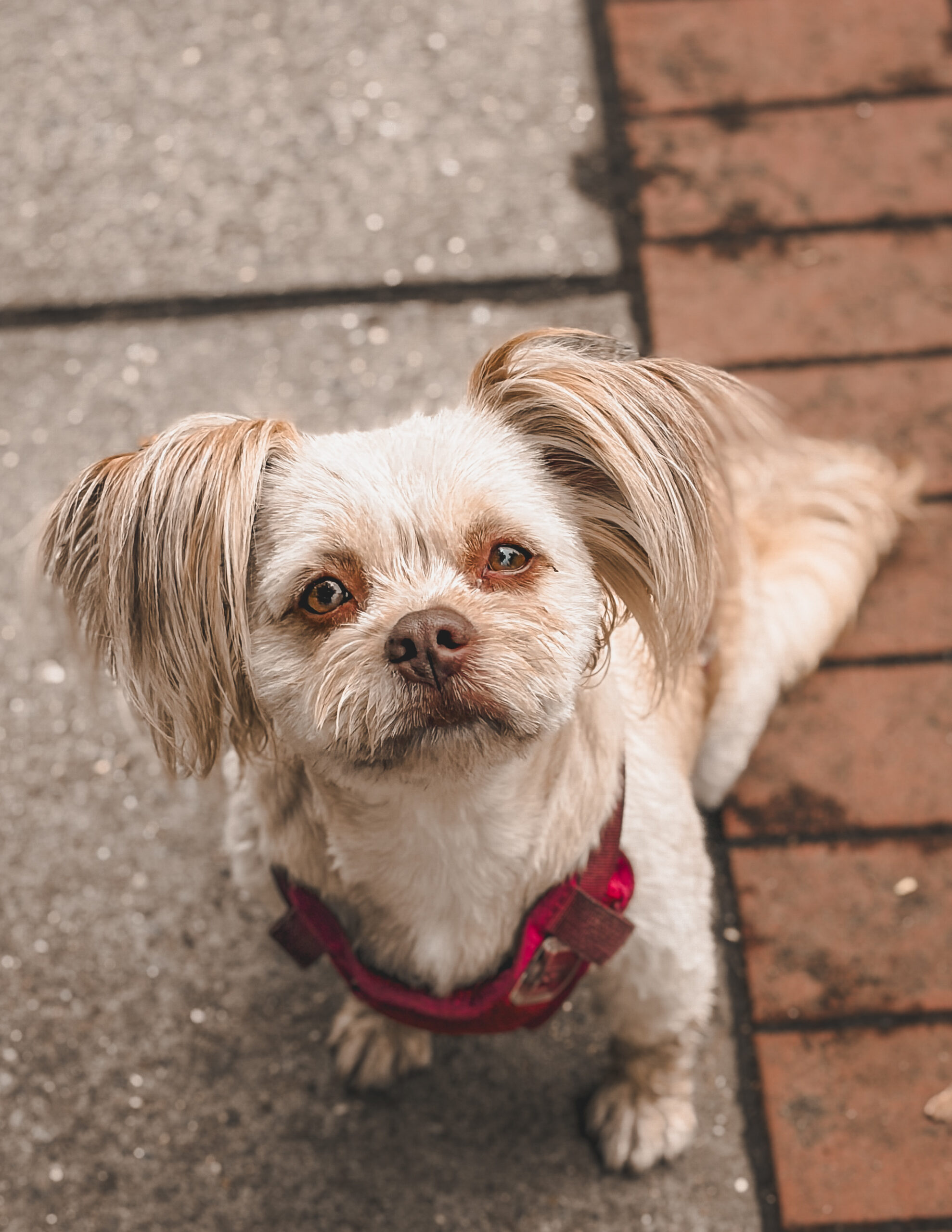 MOCHI