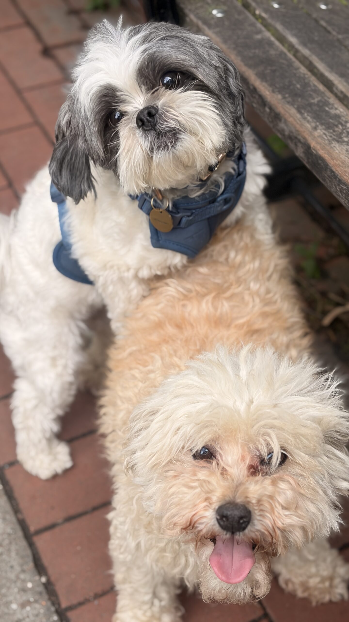 SMOOCH & BOYCE