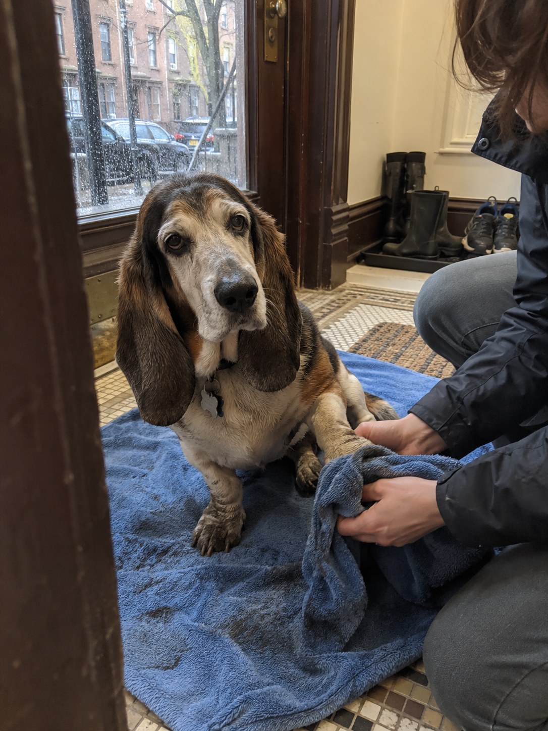 01-brooklyn-basset-towel