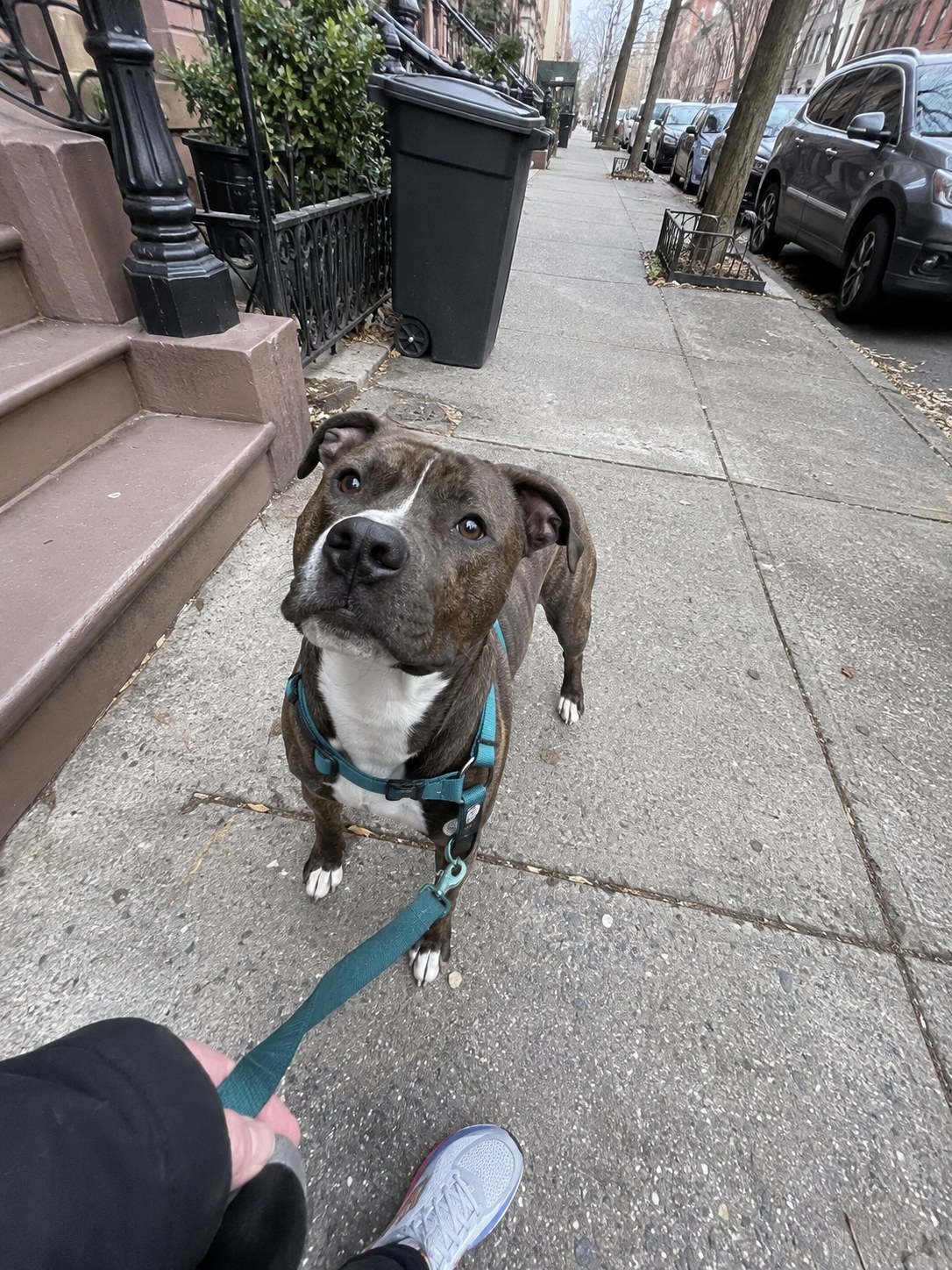 01-brooklyn-pitbull-volunteer