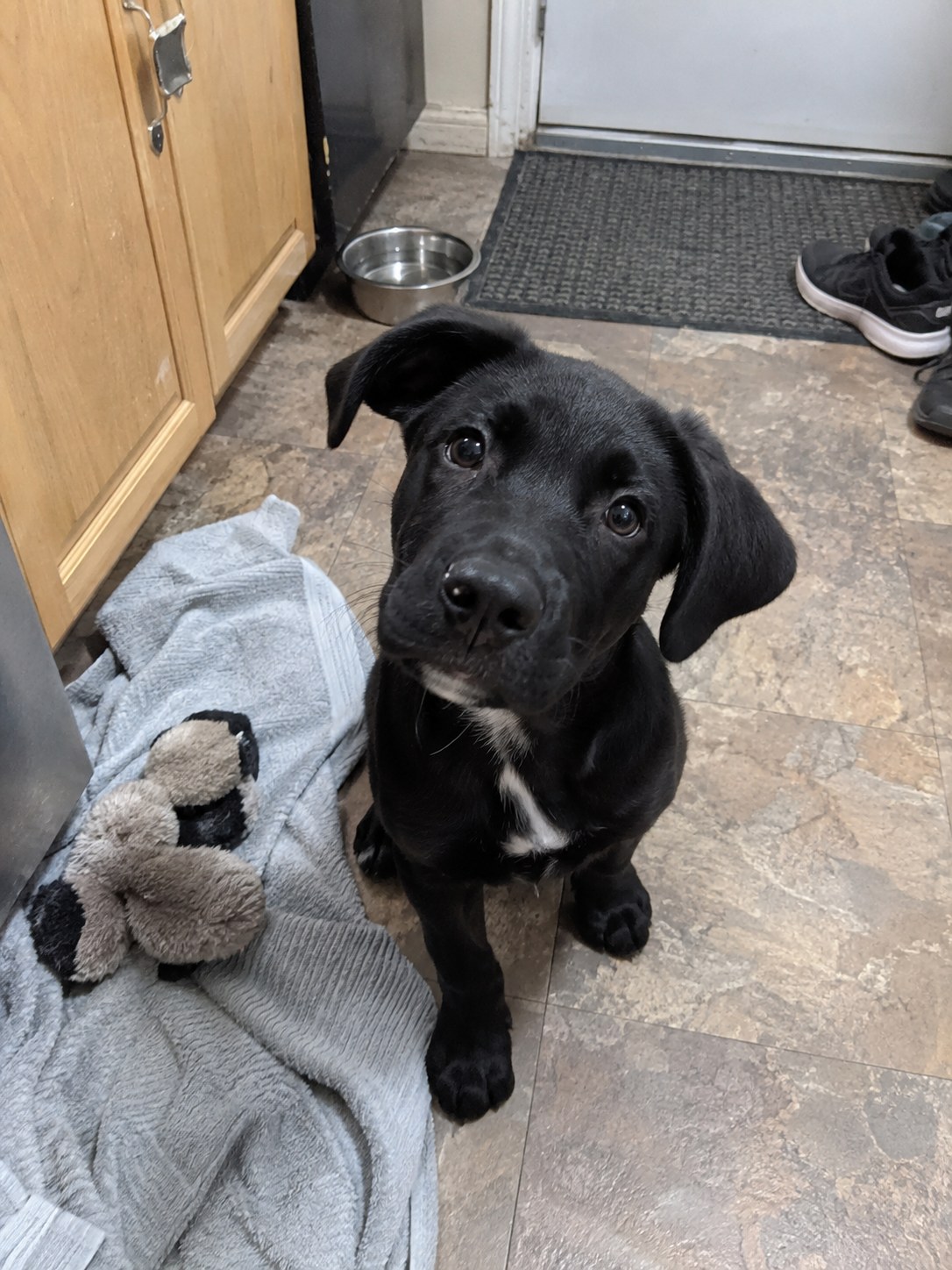 02-queens-labrador-puppy