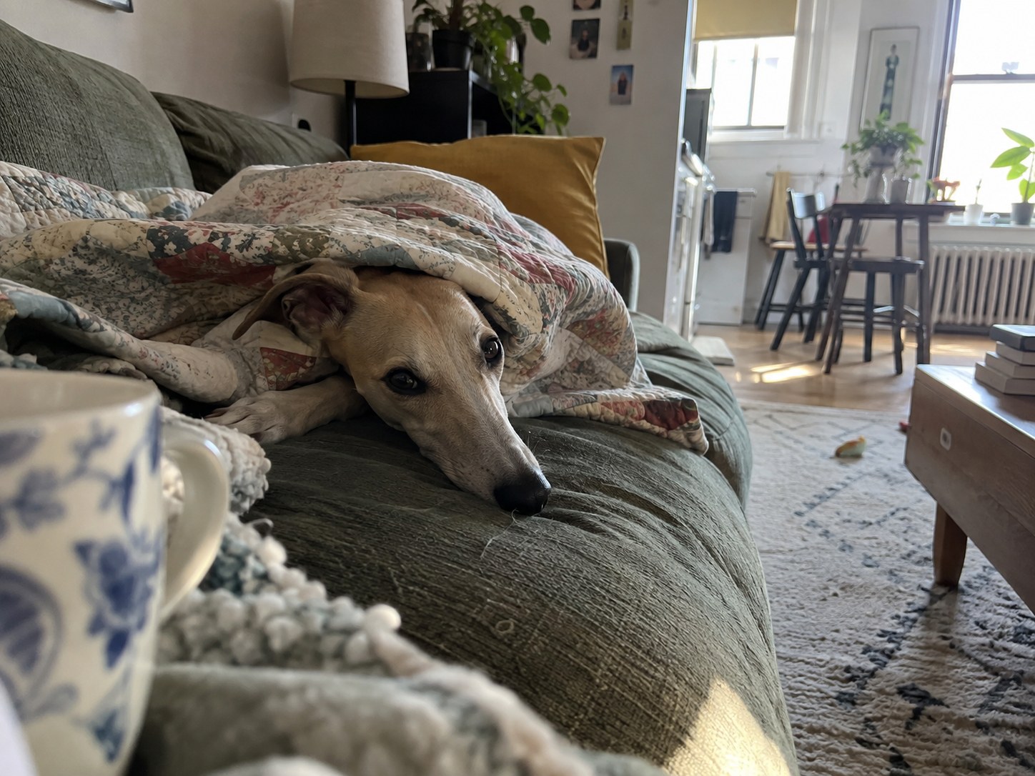 02-queens-whippet-blanket
