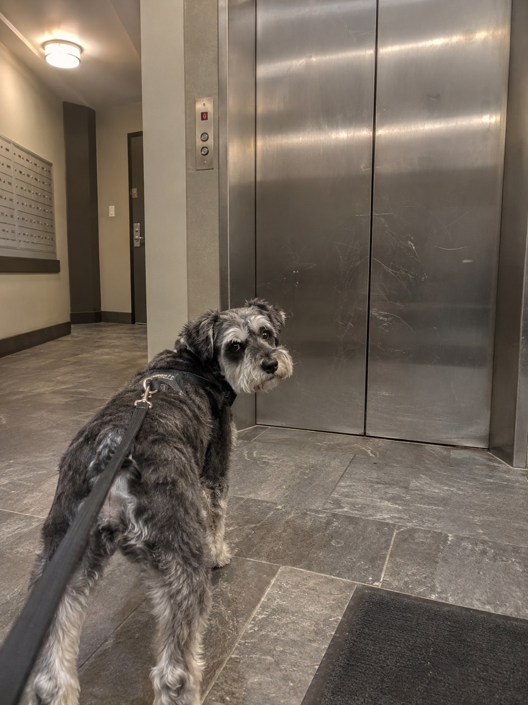 03-manhattan-schnauzer-elevator