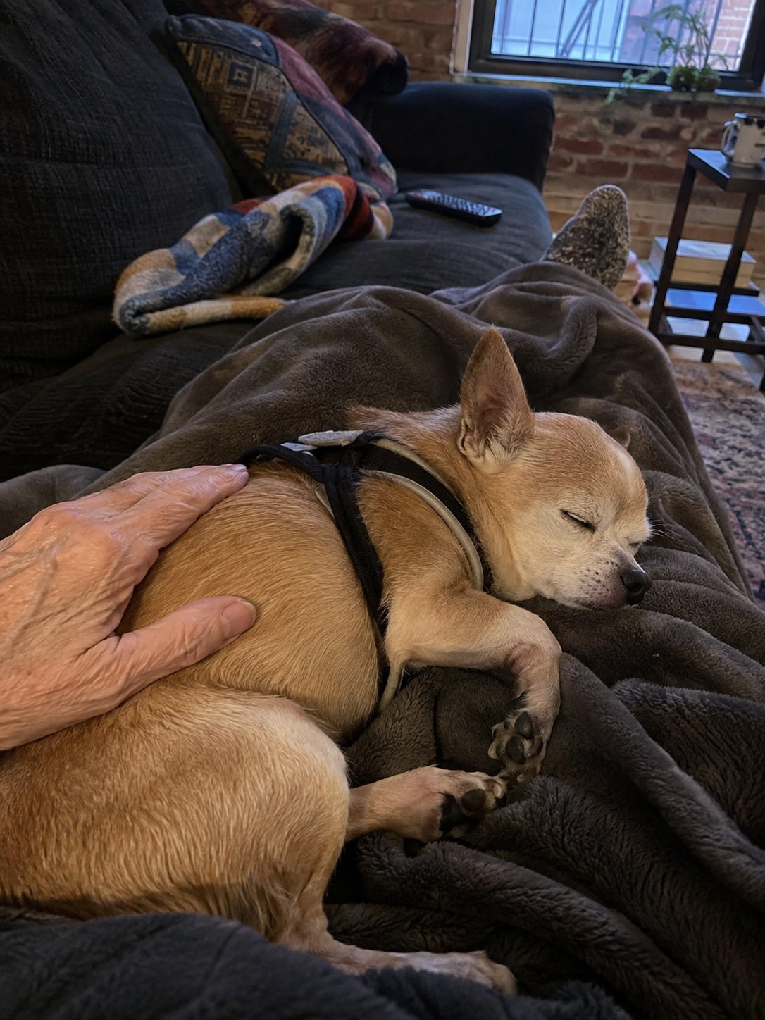 03-manhattan-senior-chihuahua