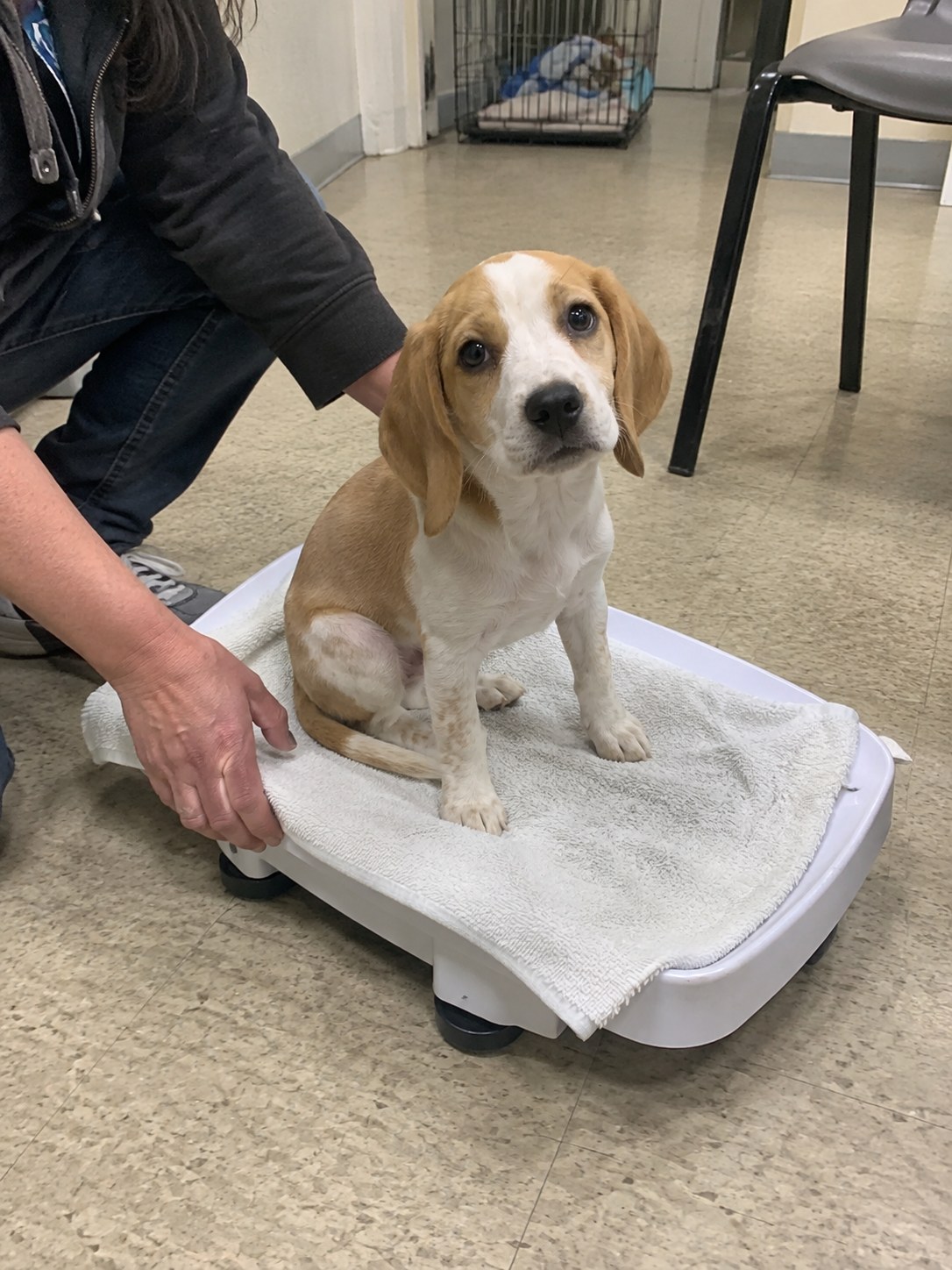 04-bronx-beagle-puppy-scale