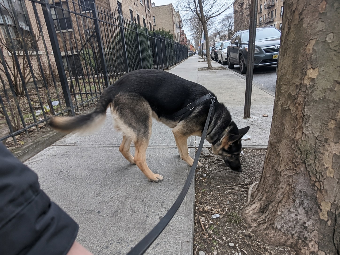04-bronx-german-shepherd-walk