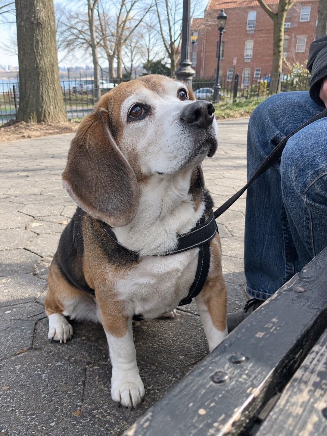05-staten-island-beagle-senior