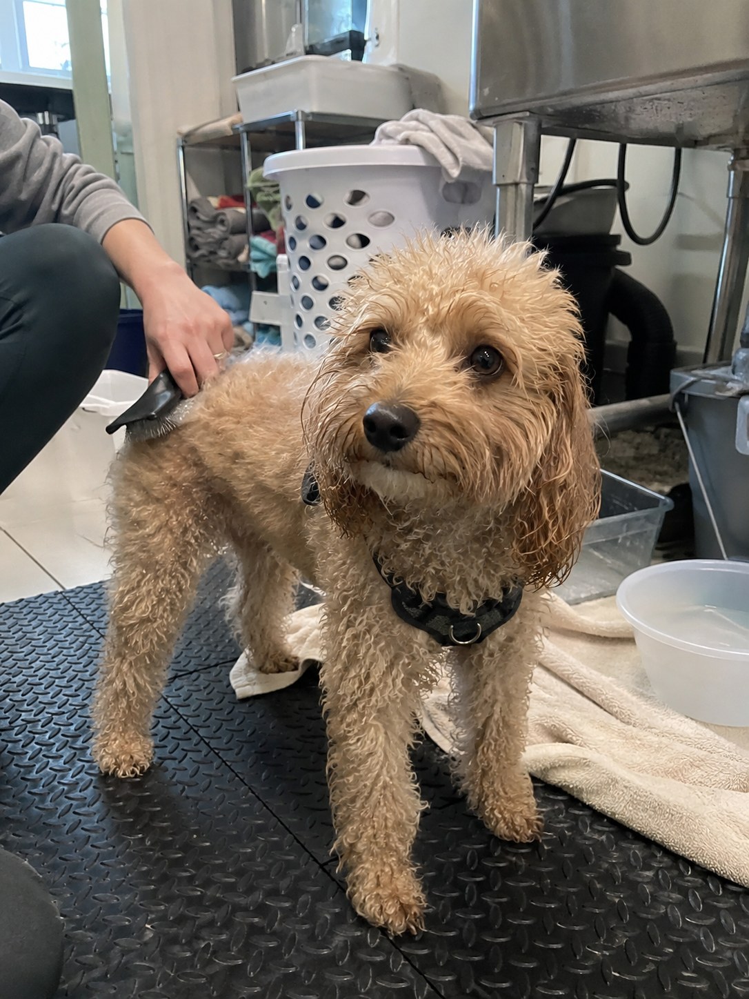 06-brooklyn-poodle-grooming