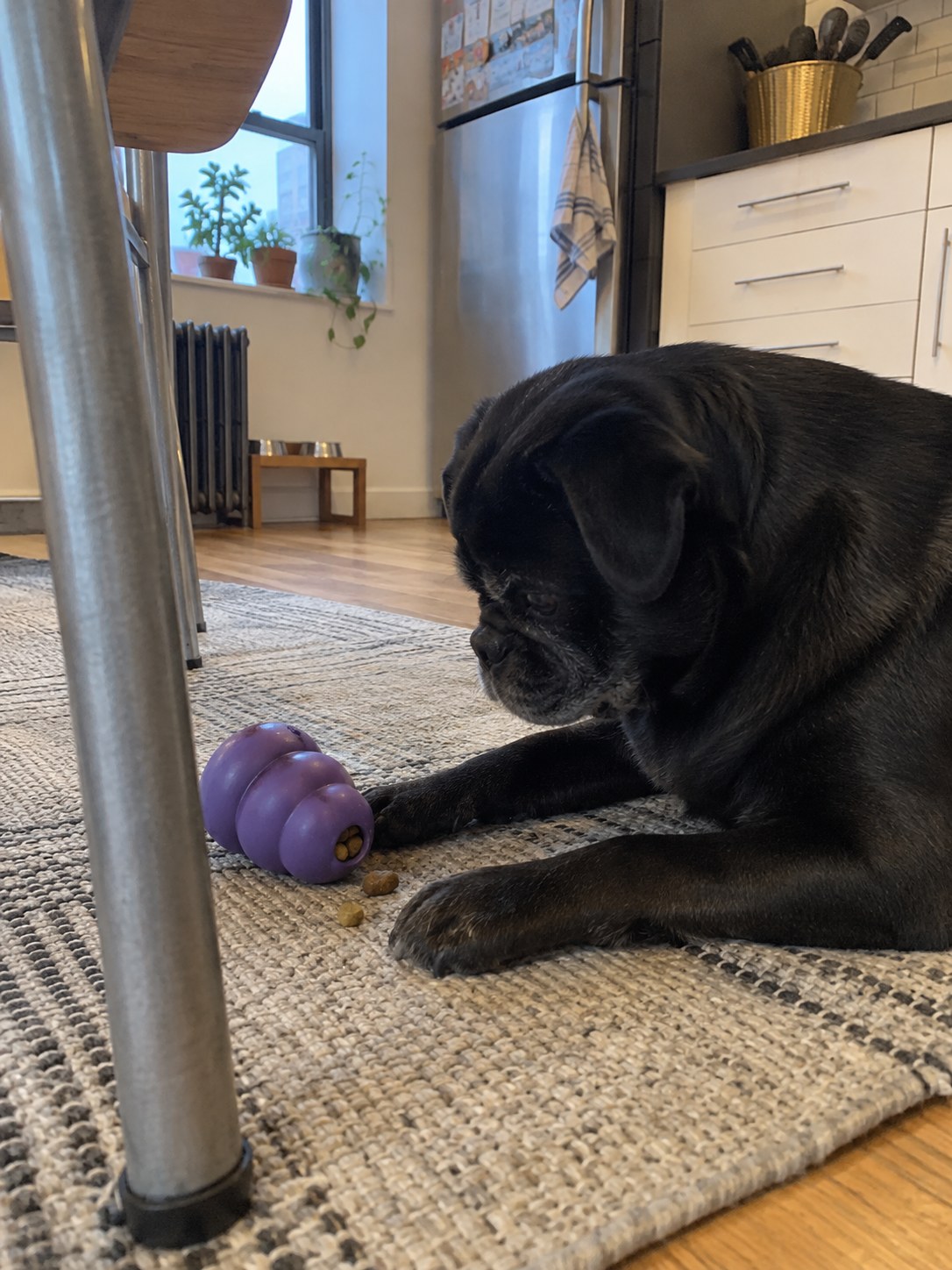 06-brooklyn-pug-kong
