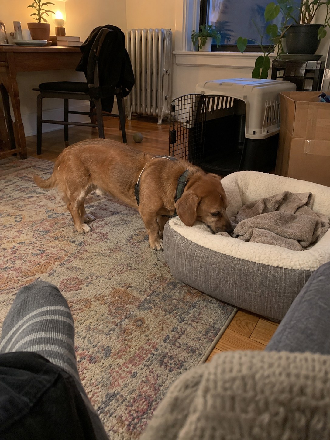07-queens-dachshund-foster