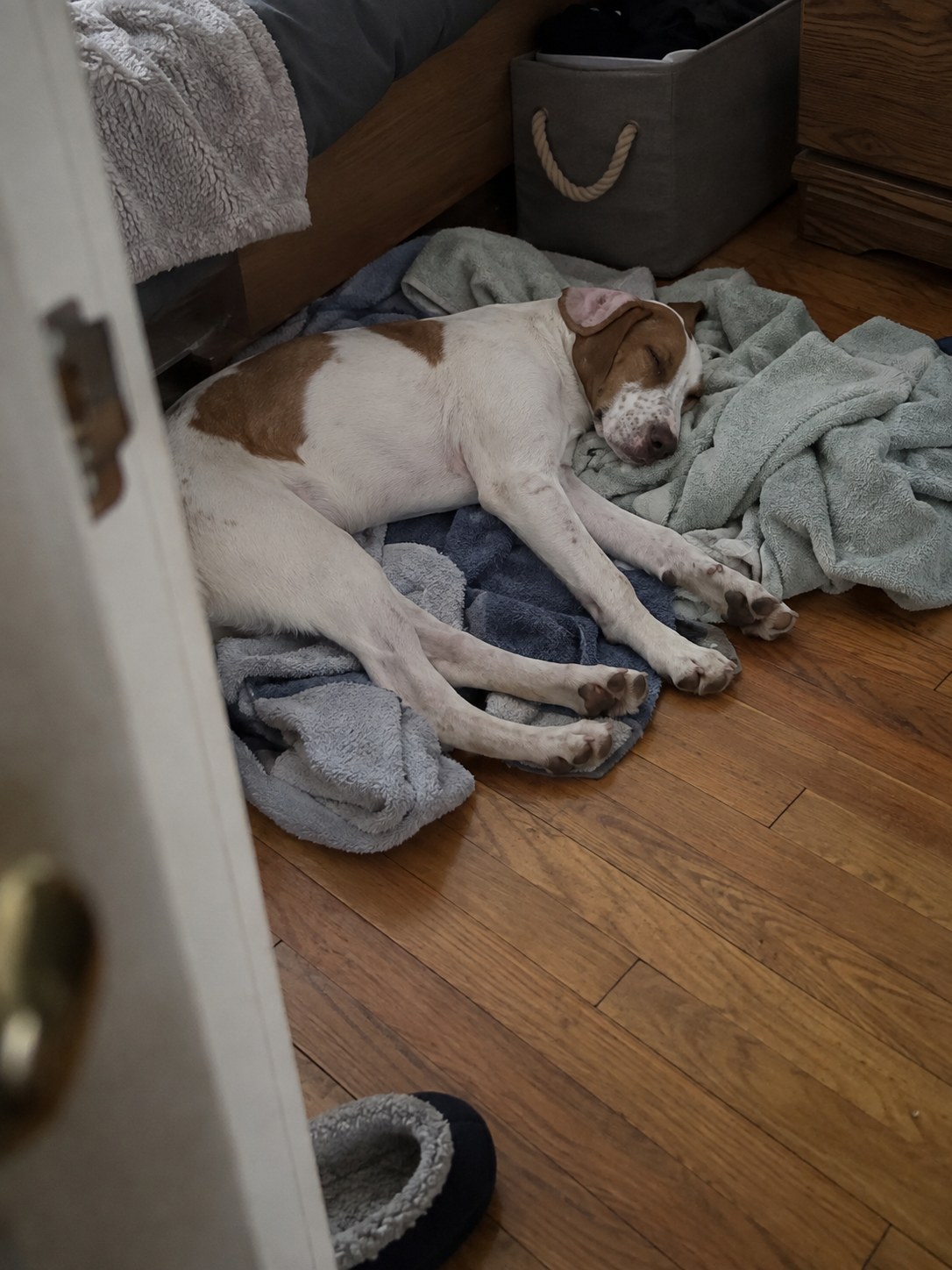 07-queens-hound-puppy-nap