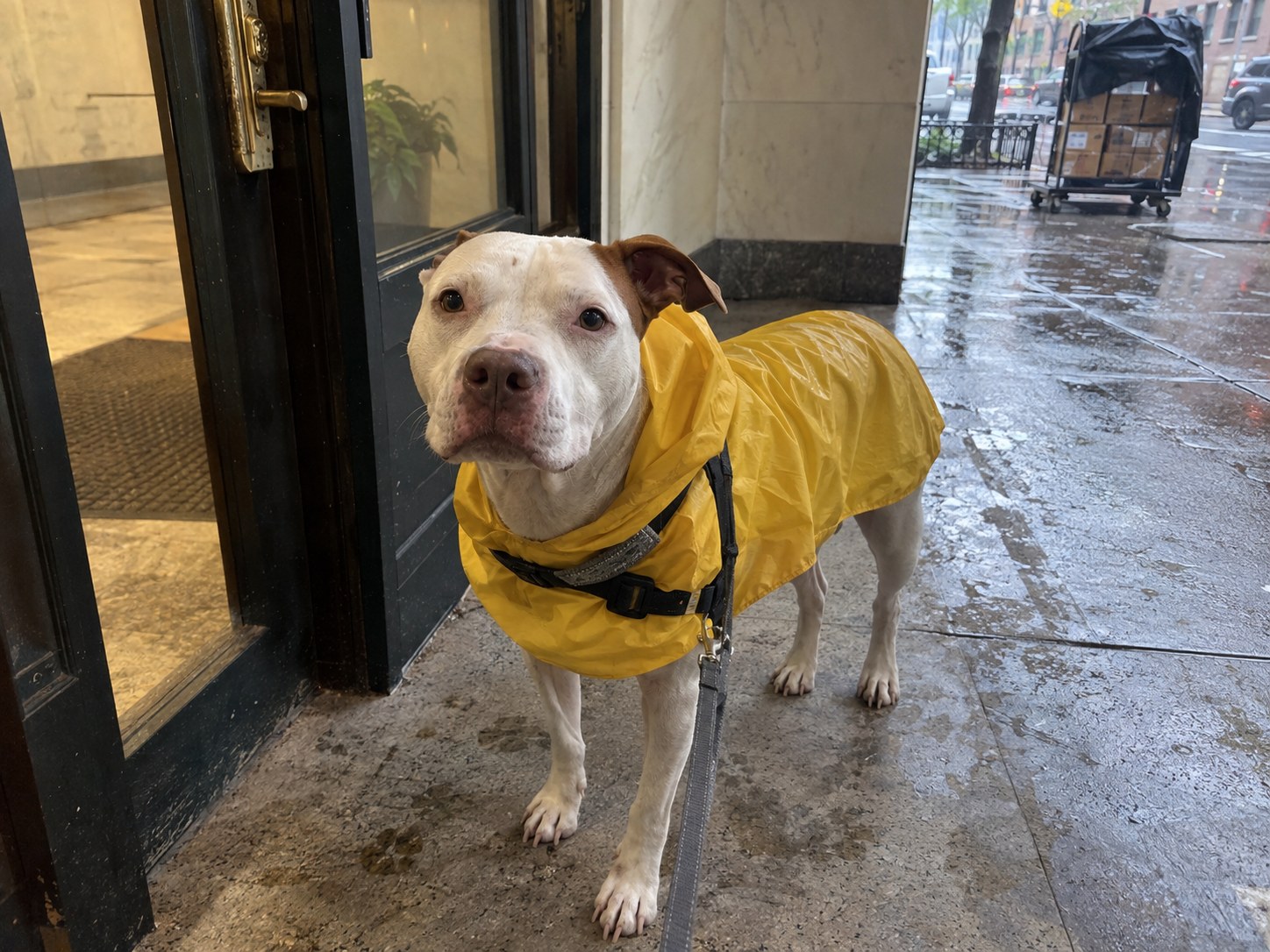 08-manhattan-pitbull-raincoat
