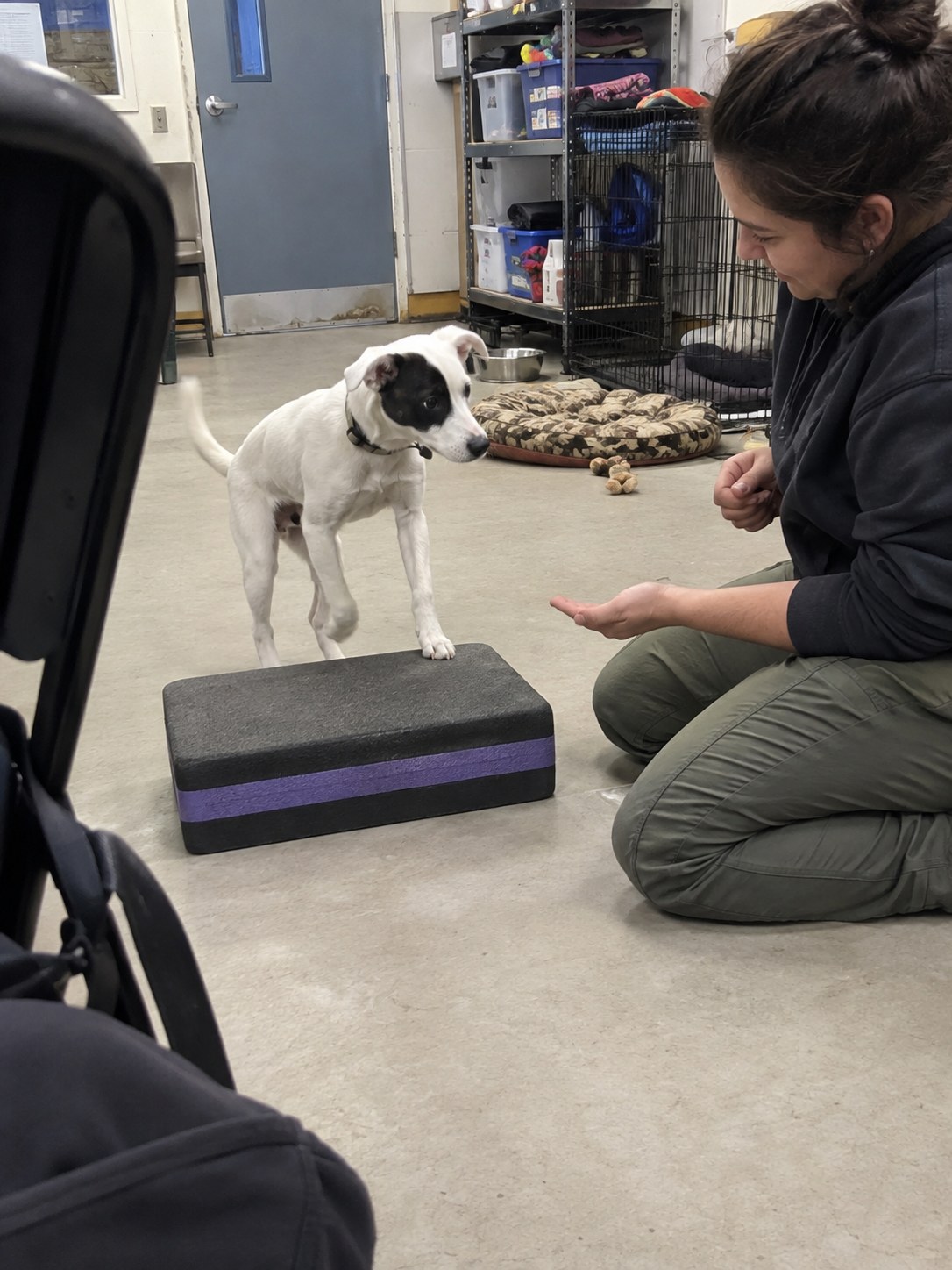 09-bronx-jack-russell-training