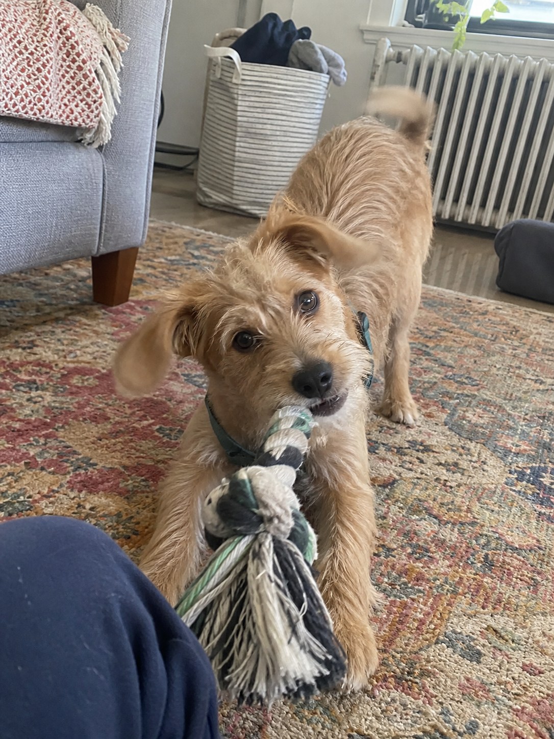 09-brooklyn-terrier-puppy