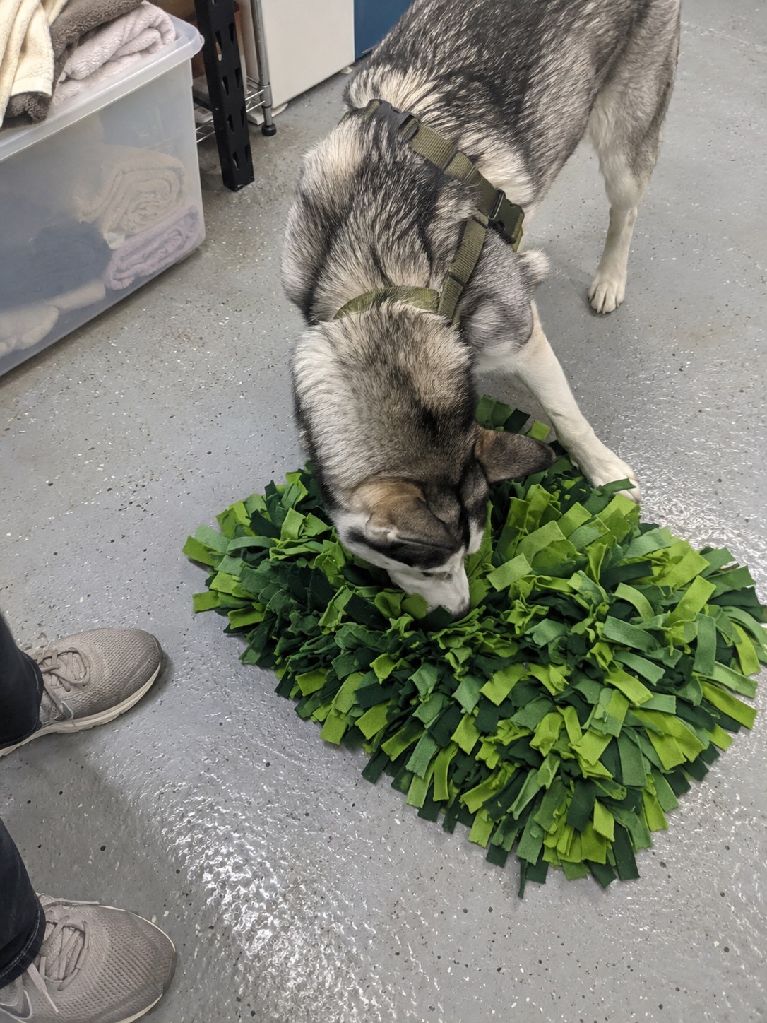 10-queens-husky-enrichment
