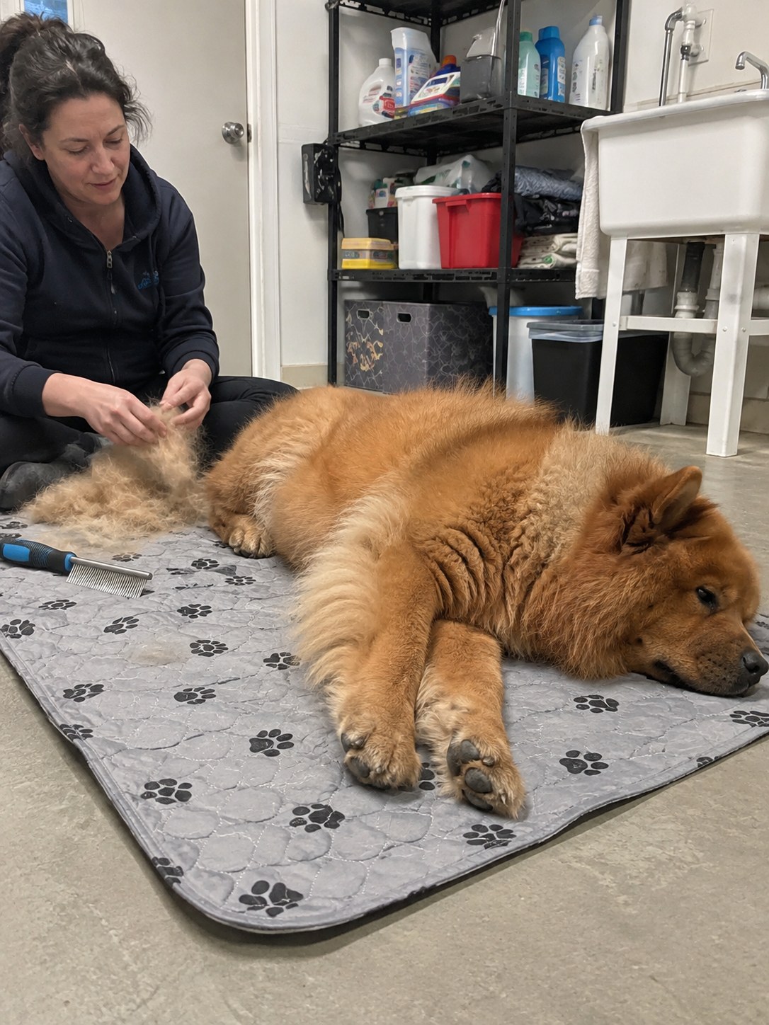 10-staten-island-chow-brush