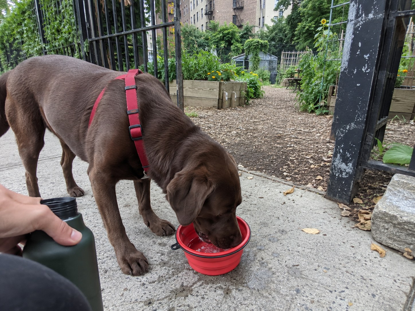 11-brooklyn-lab-water