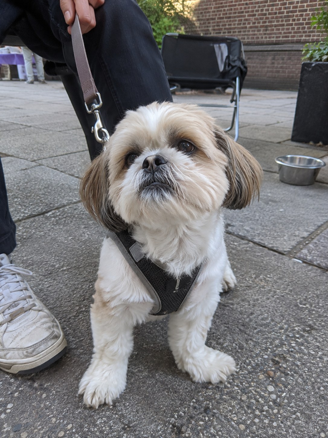 11-east-village-shihtzu-adoption