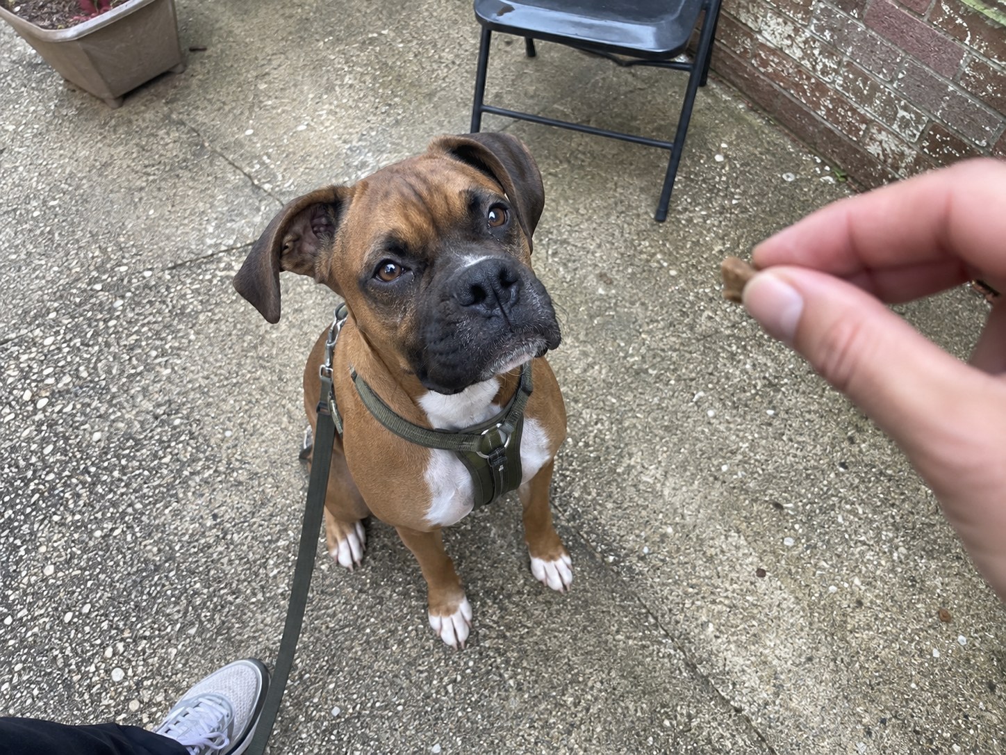 12-bronx-boxer-training