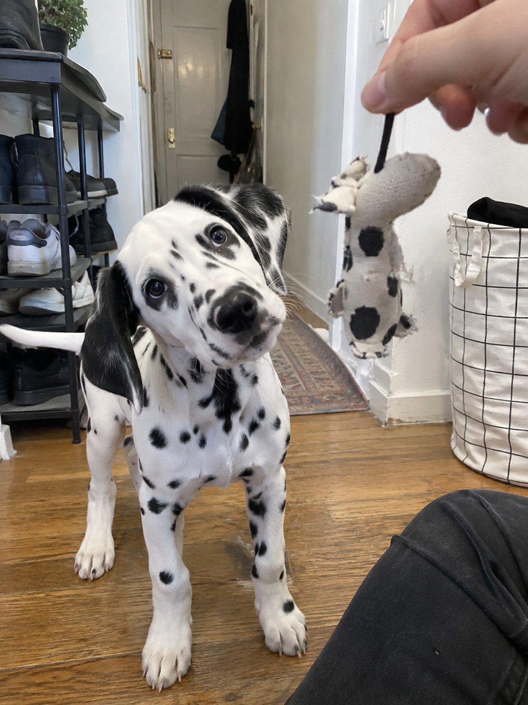 12-queens-dalmatian-puppy