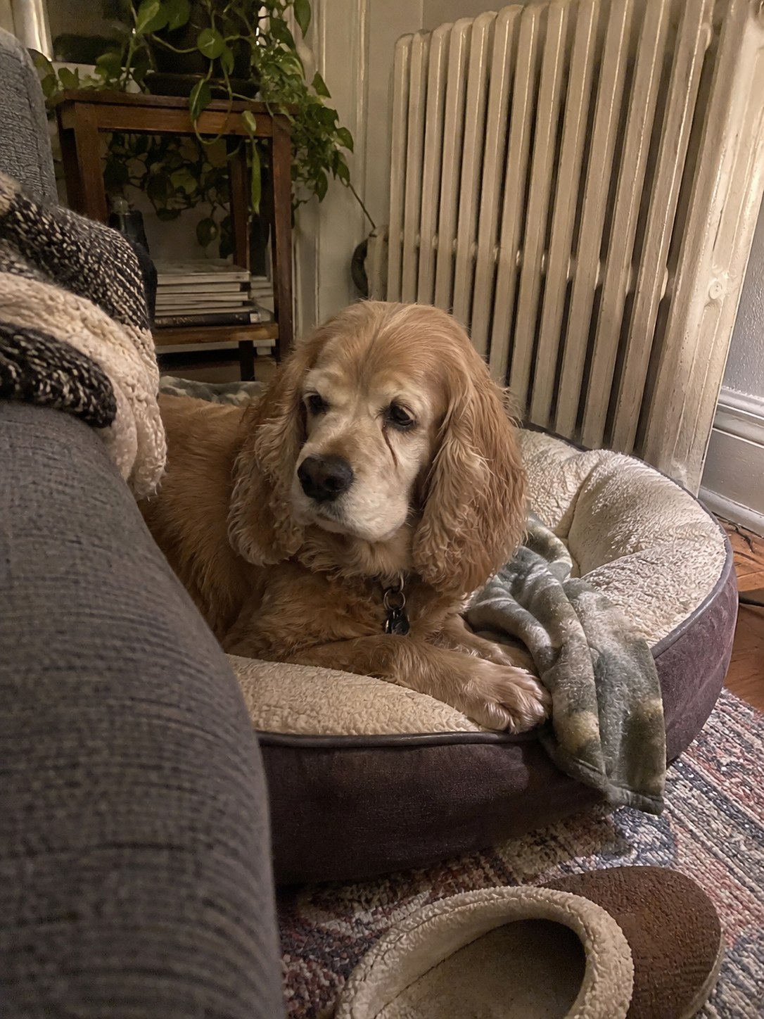 13-brooklyn-cocker-comfort
