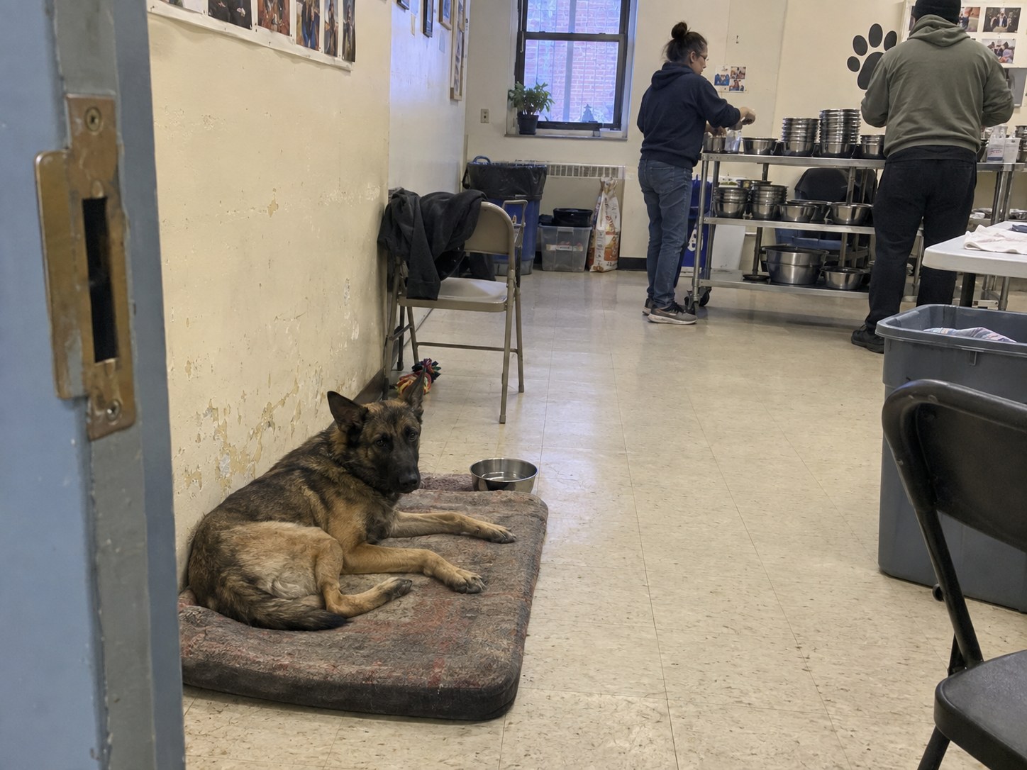 14-bronx-shepherd-mat