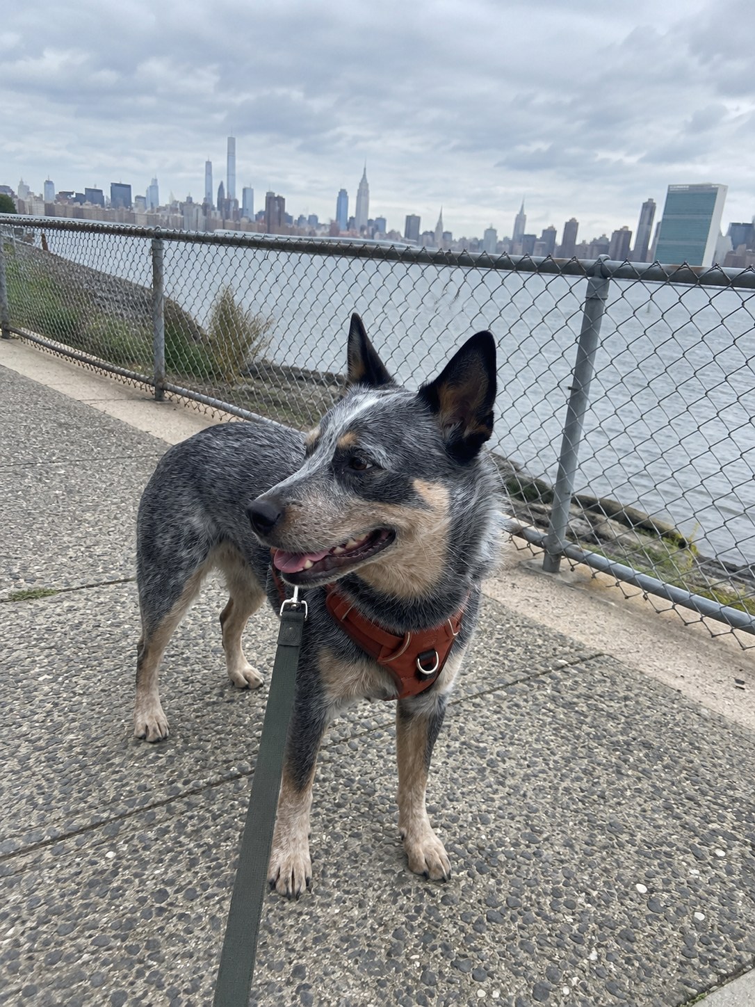14-queens-cattle-dog-walk