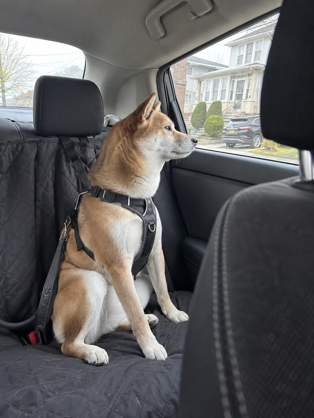 15-staten-island-shiba-car