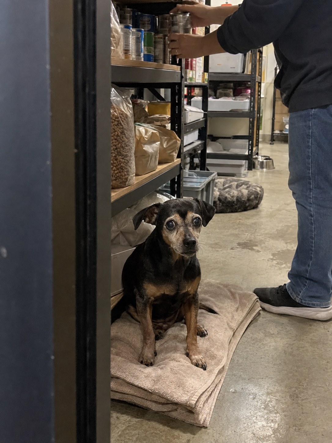 16-brooklyn-mini-pinscher