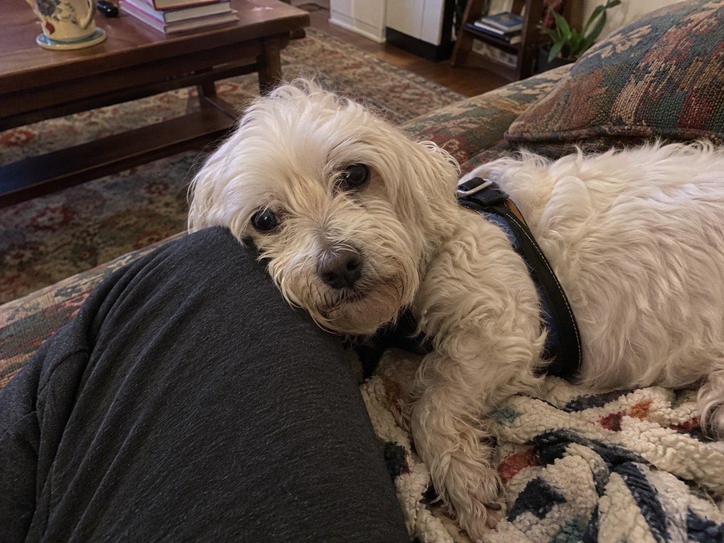 16-manhattan-maltese-senior