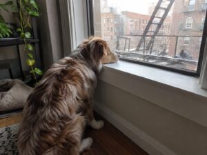 Dog looking out an apartment window toward a New York fire escape.