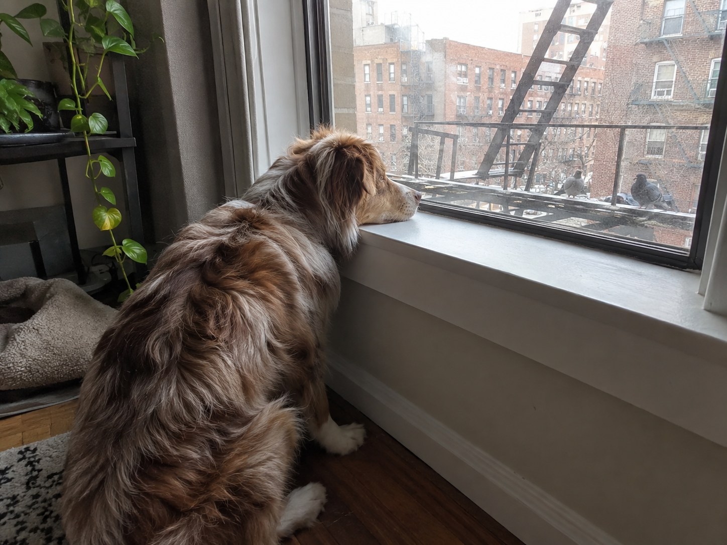 17-queens-aussie-window