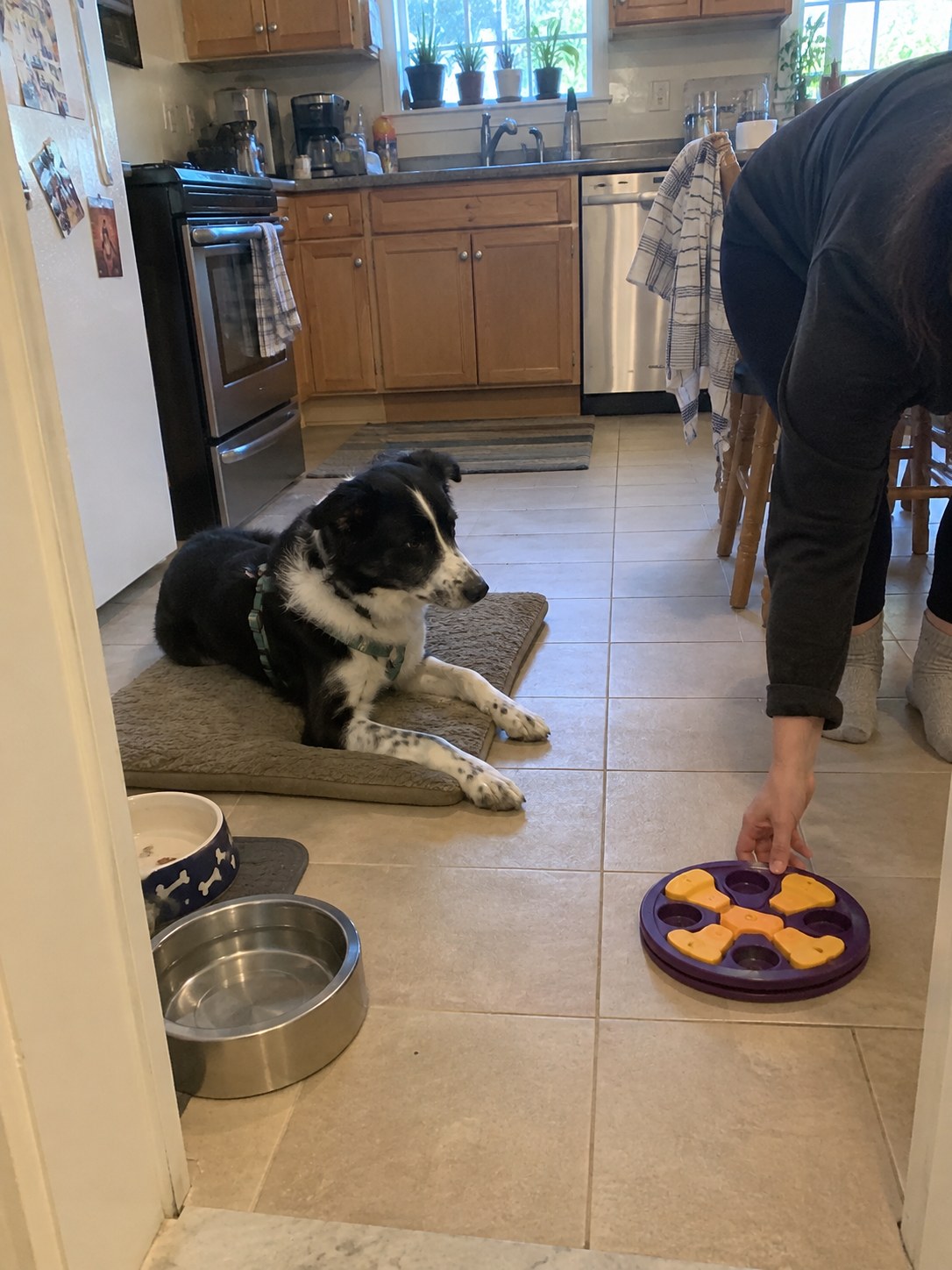 17-staten-island-border-collie