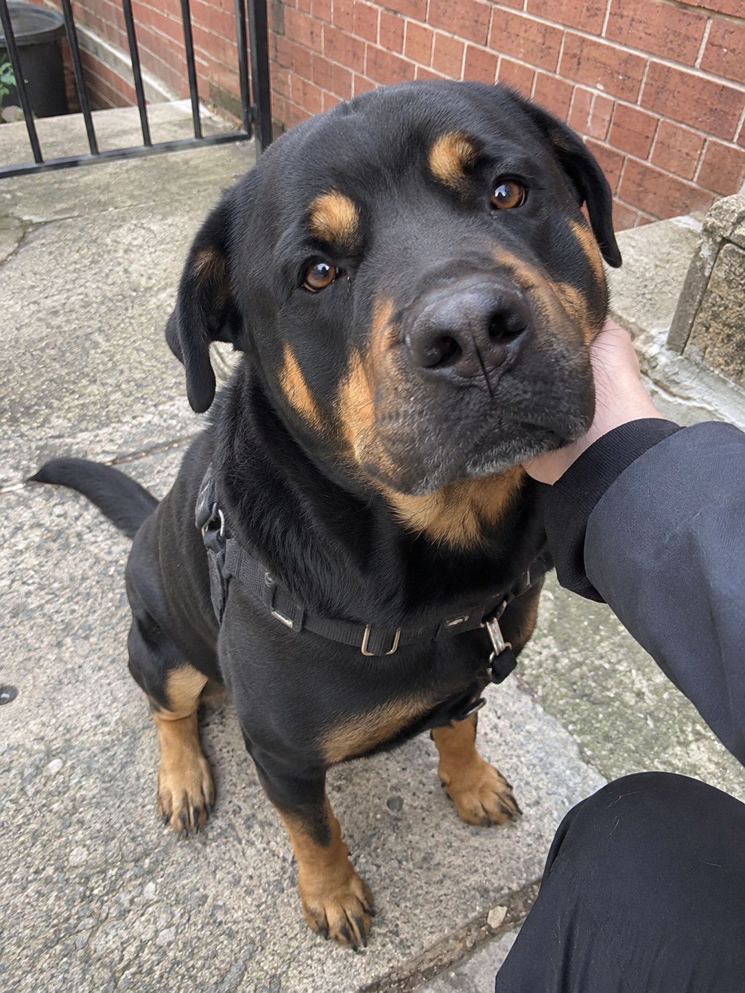 18-bronx-rottweiler-reassurance