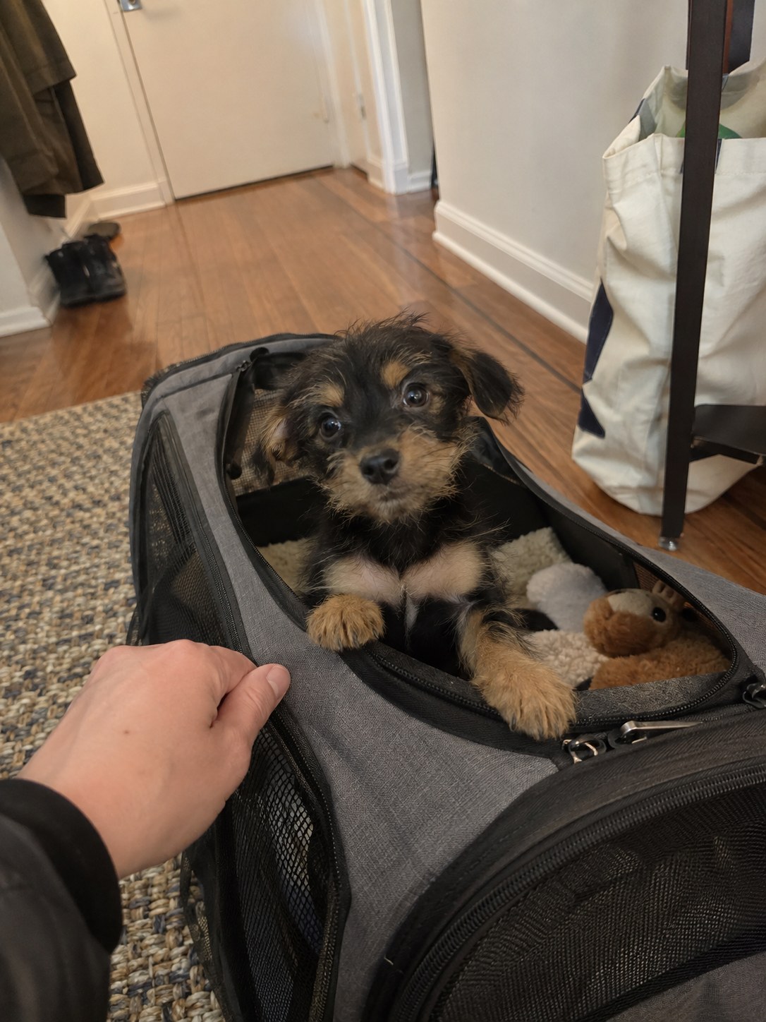 18-manhattan-terrier-puppy-carrier