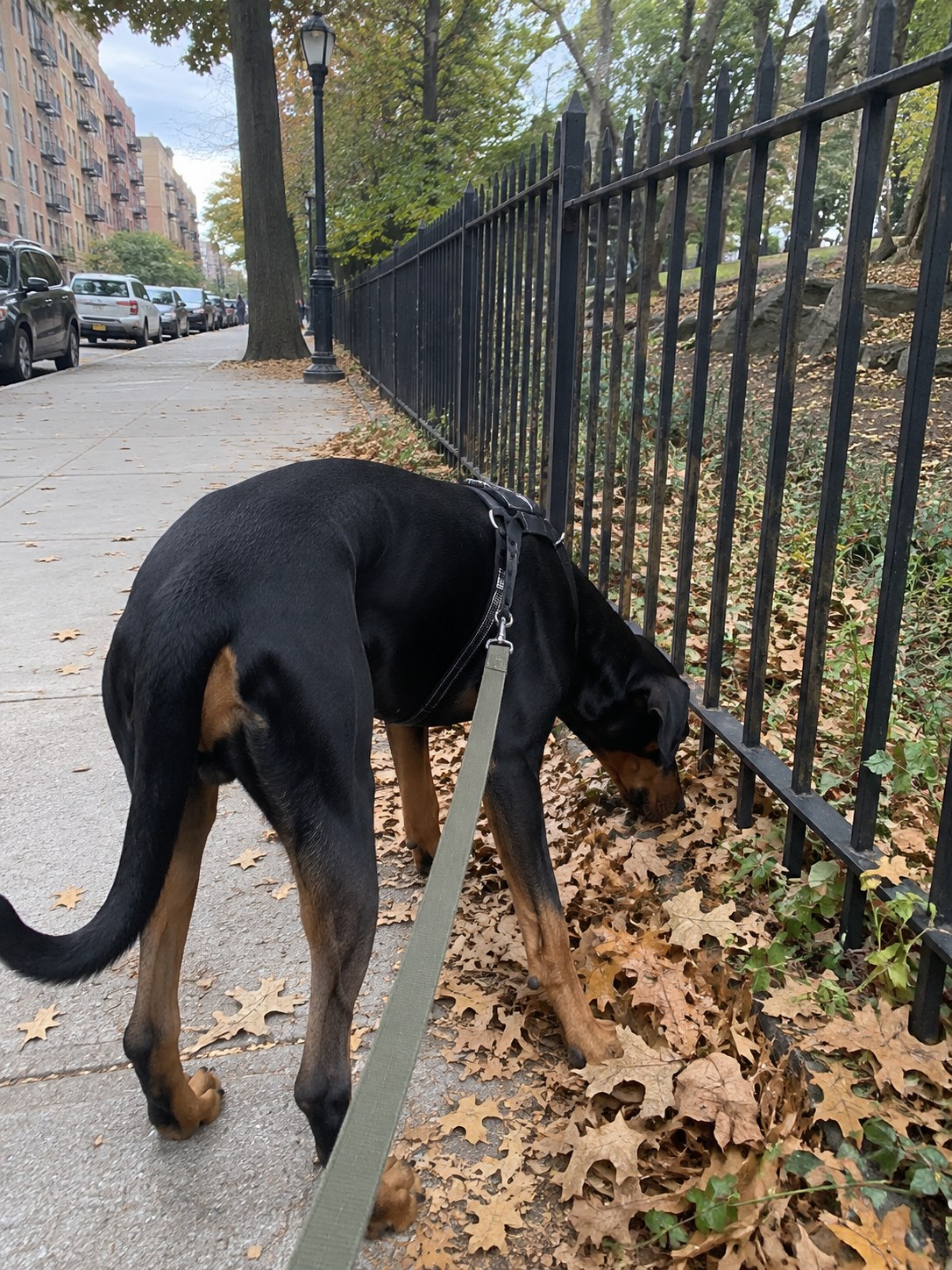 19-bronx-doberman-sniff