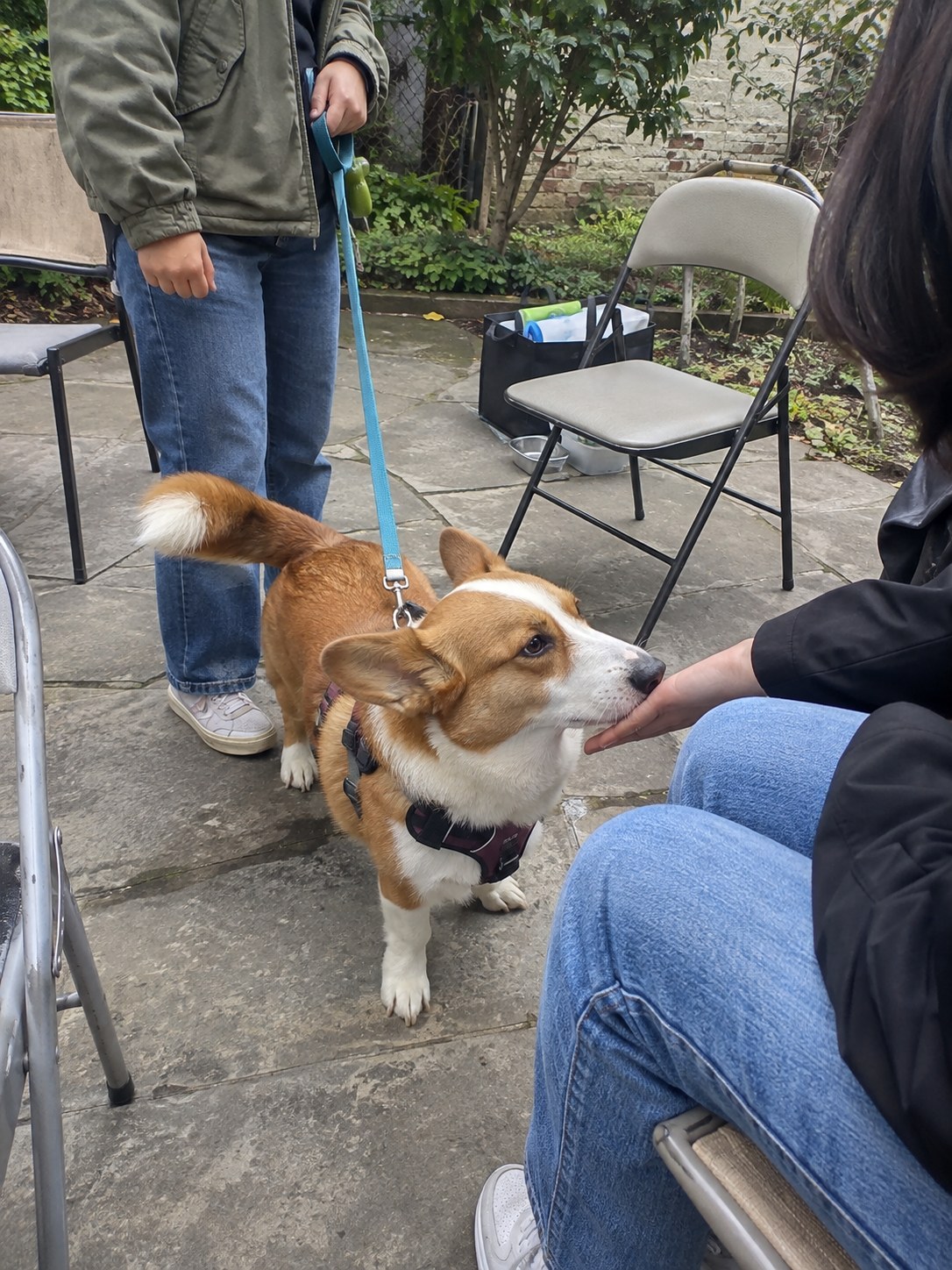 19-queens-corgi-meet