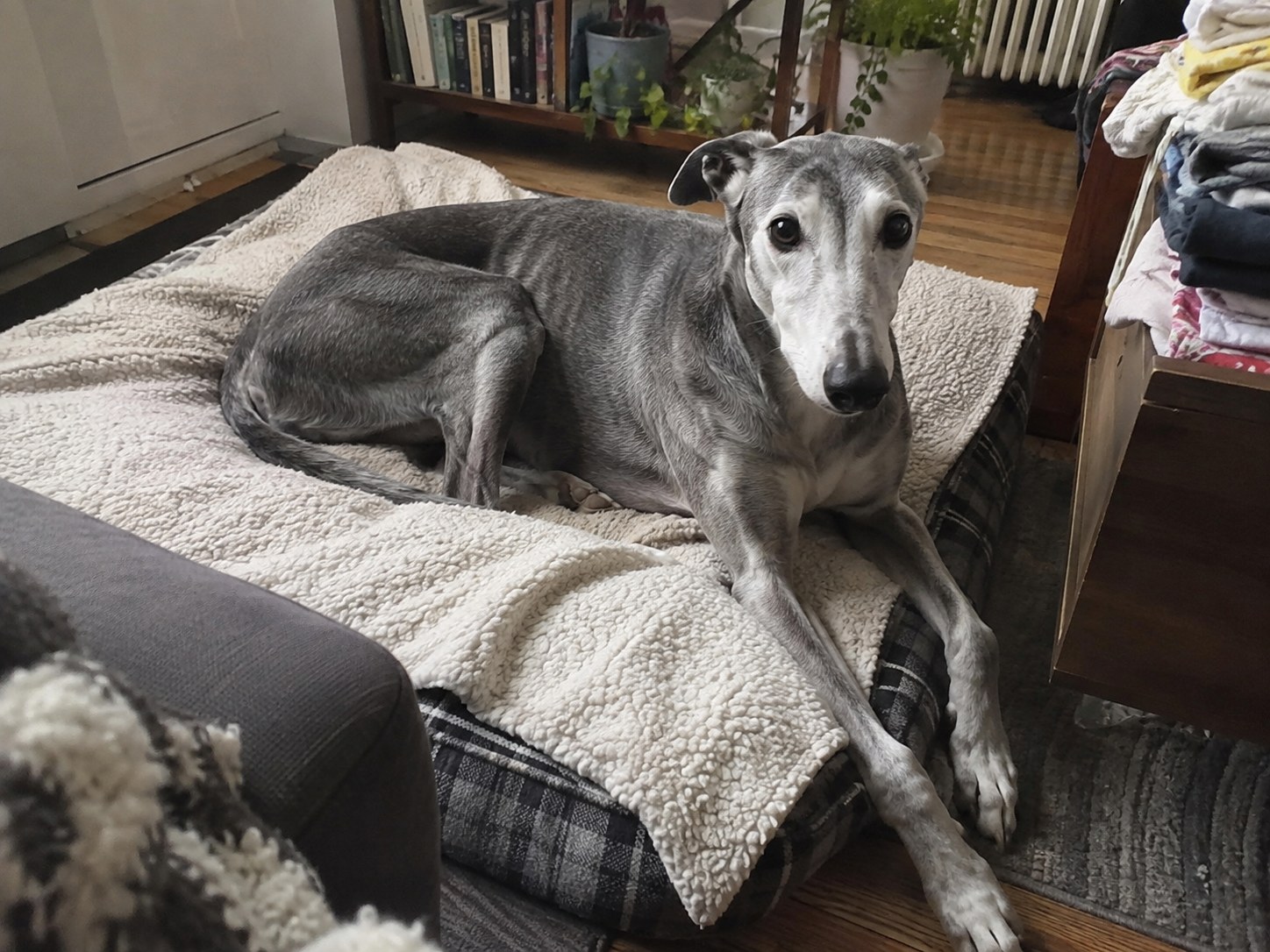 20-brooklyn-greyhound-foster