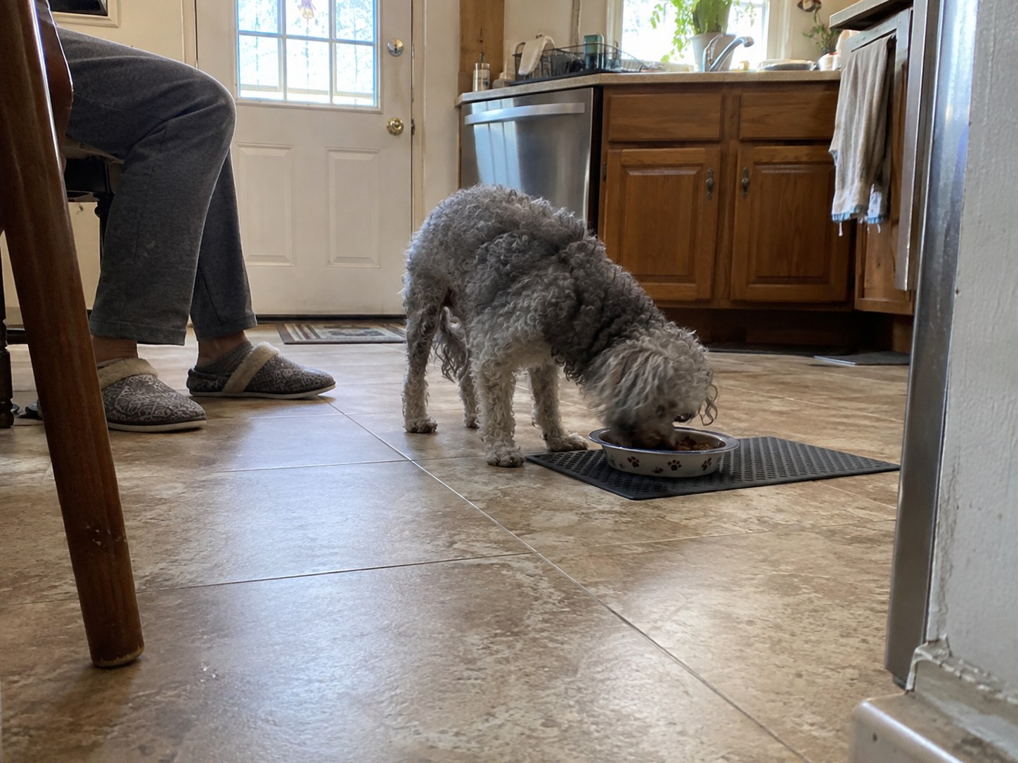 20-staten-island-poodle-senior
