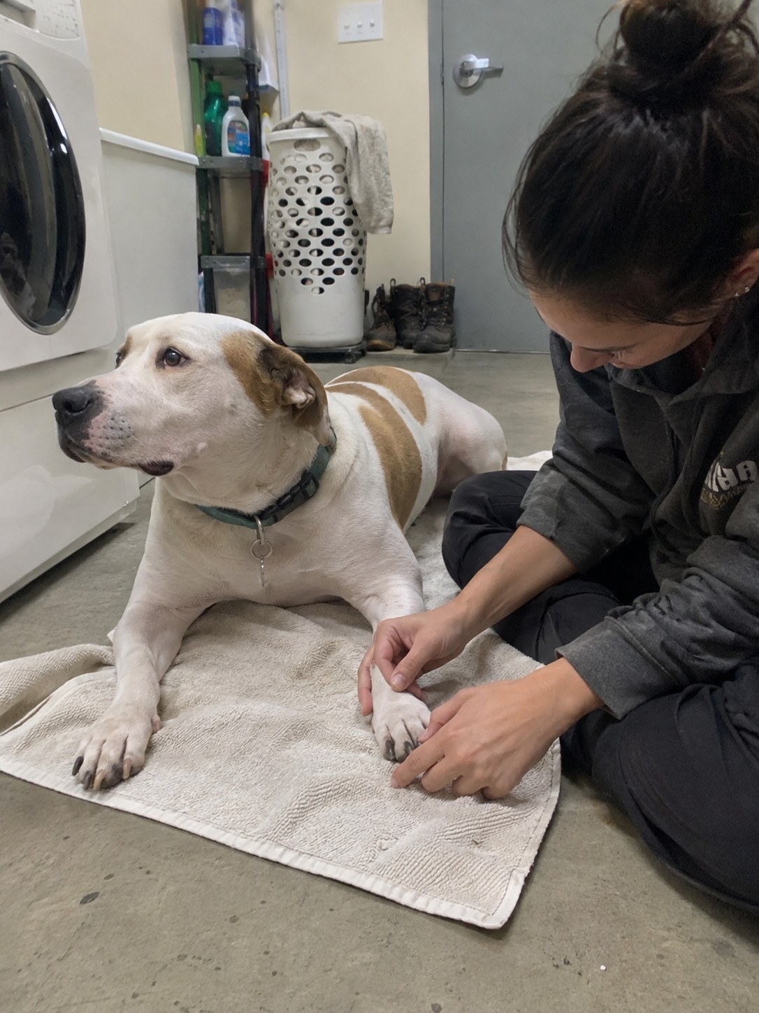 21-brooklyn-bulldog-paws