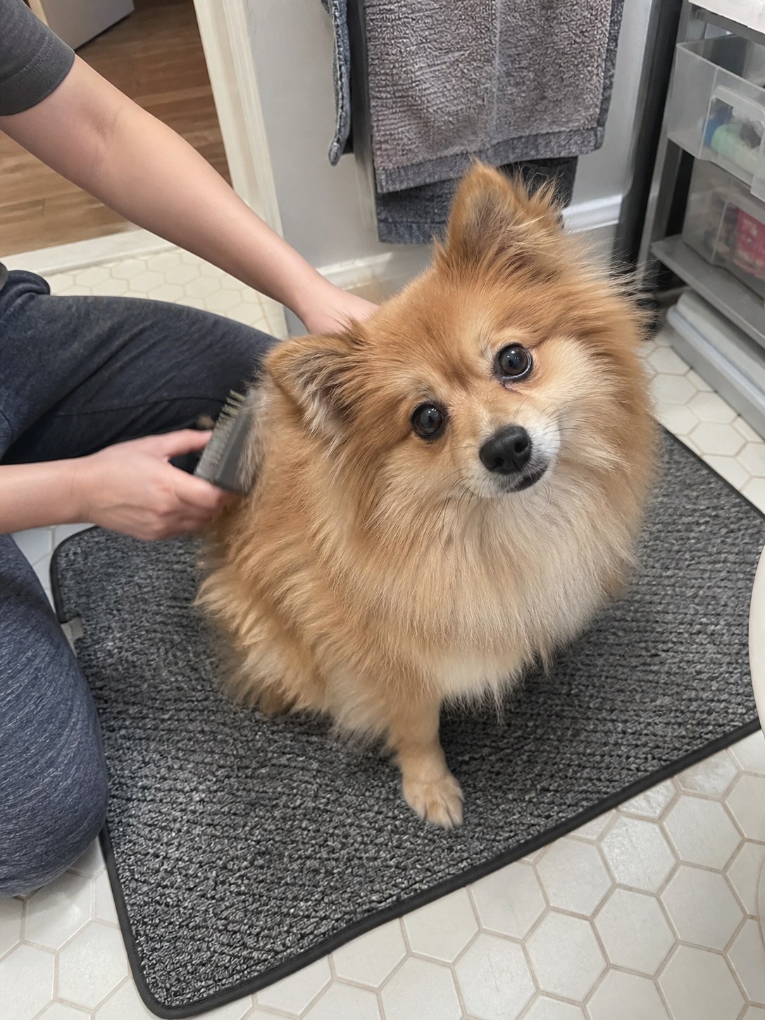 21-manhattan-pomeranian-brush