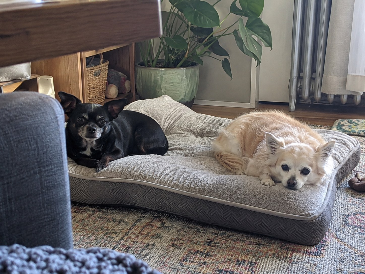 22-queens-chihuahua-pair