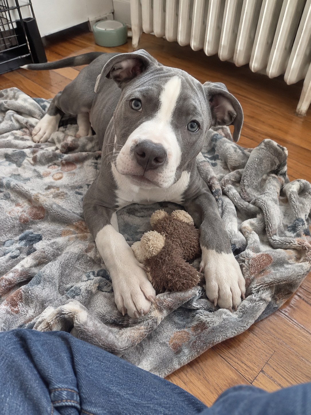 22-queens-pitbull-puppy