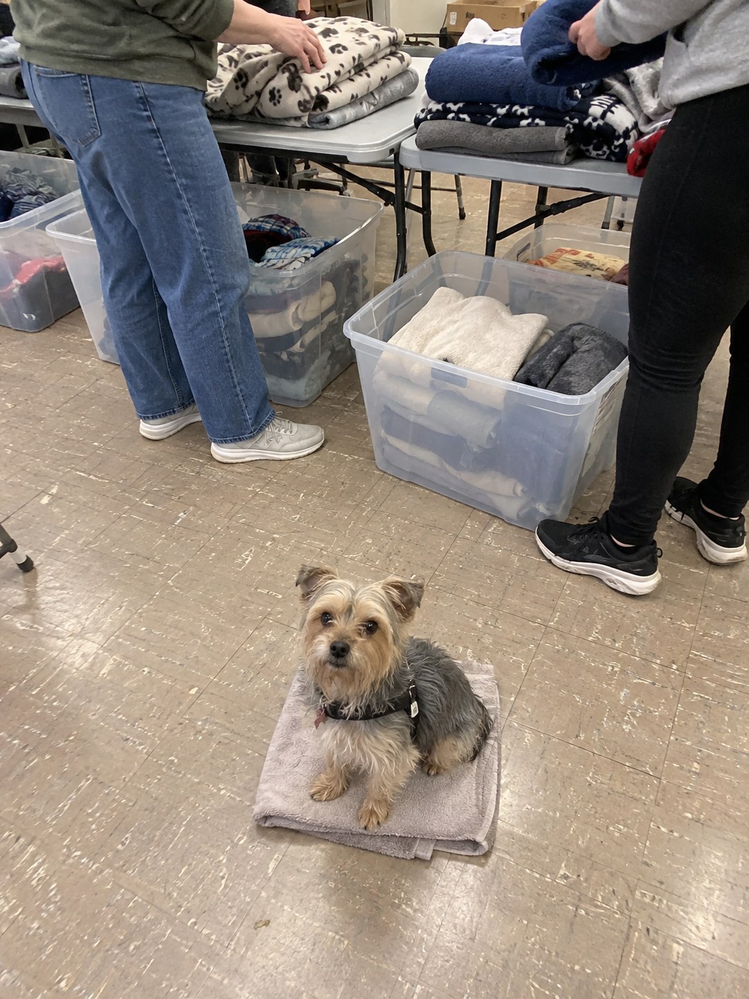23-brooklyn-yorkie-volunteers