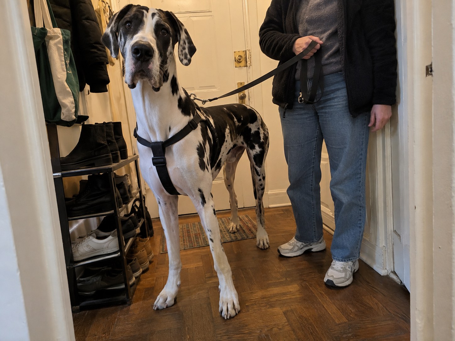 24-bronx-great-dane-home