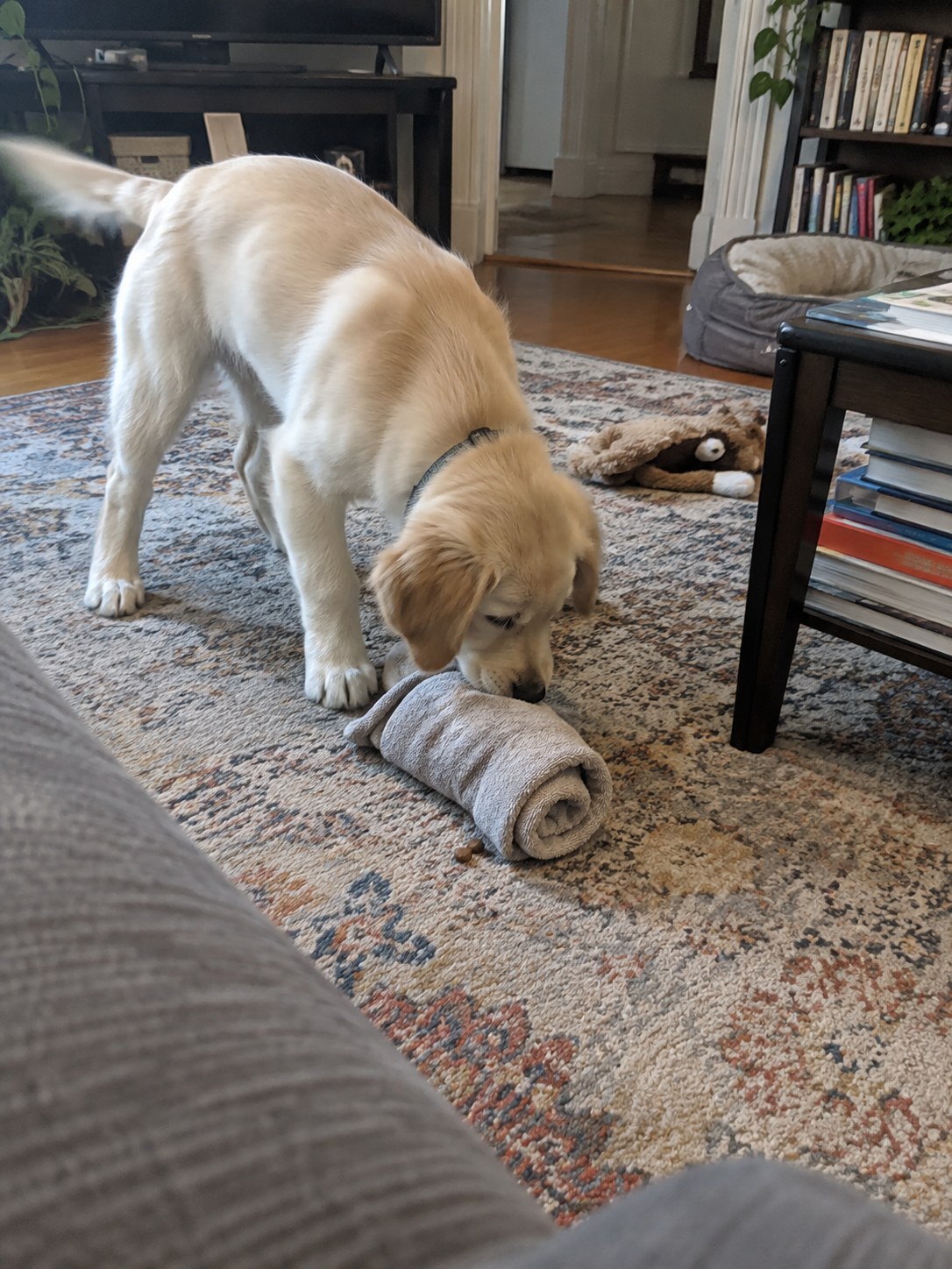 24-bronx-retriever-puppy-towel
