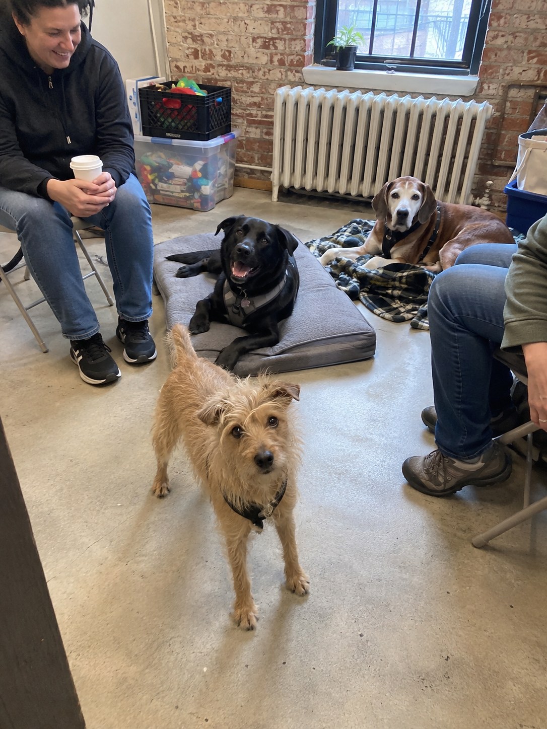 25-nyc-mixed-breed-community