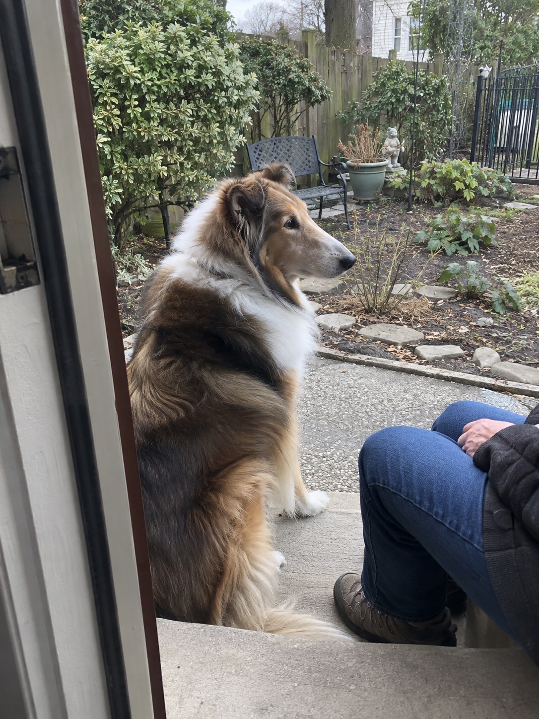 25-staten-island-collie-senior